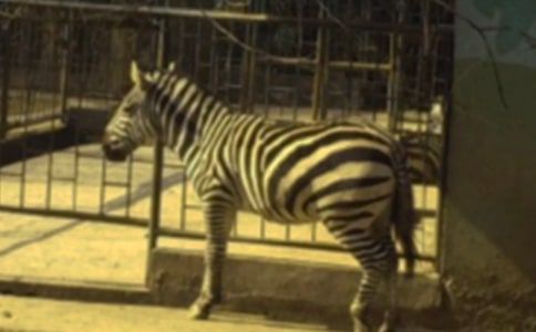 С�లȫ�̰�����ʶ������