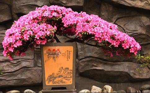 杜鹃花观察日记范文300字(通用16篇)