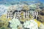 精选海底世界作文300字四篇