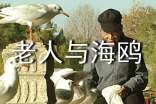 老人与海鸥读后感