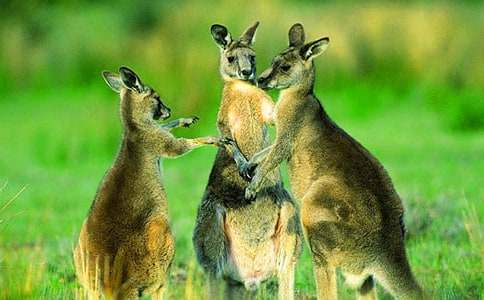 ���������衷�а�̰�