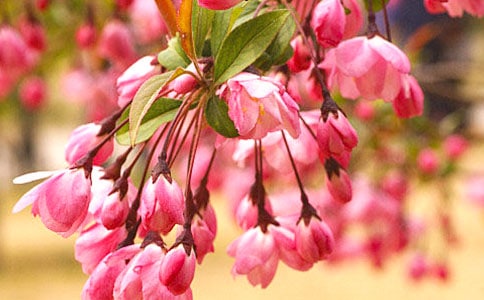 《大鱼海棠》观后感(精品14篇)