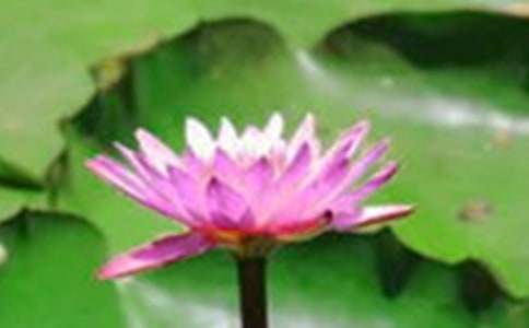 《荷花》教学反思(精选)