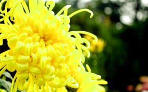 《看菊花》教学反思