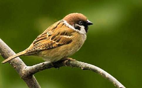 麻雀教学反思(通用14篇)