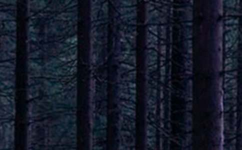 ��ɭ�ֱ�������С�����14ƪ��