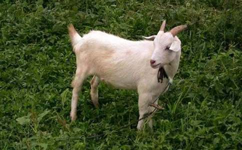 ����ɽ�򲻳����òݡ��и�