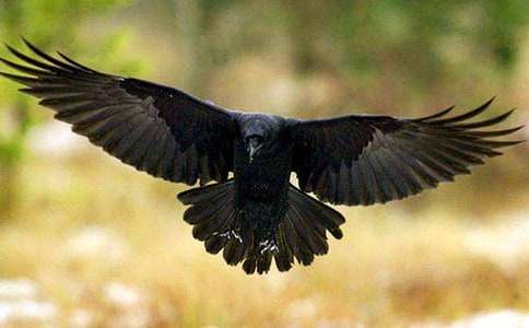 ����ѻ���ھӶ����