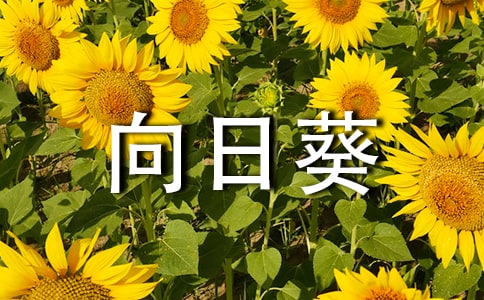 向日葵教案