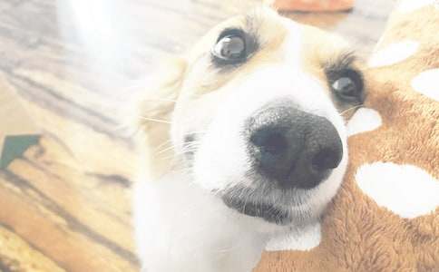 ����ѡ��дС��������300�ּ���6ƪ