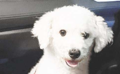 ����Ʒ��дС��������300�ּ���5ƪ