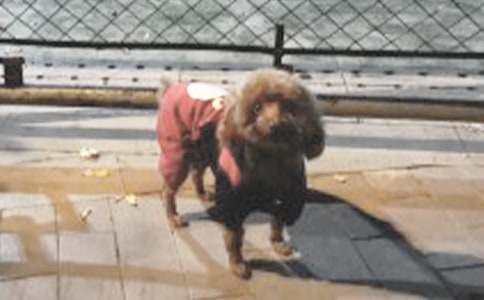 ��ѡдС��������300�ּ�����ƪ