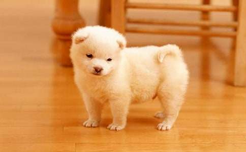 ����ѡ������С��������300�ּ��ϰ�ƪ