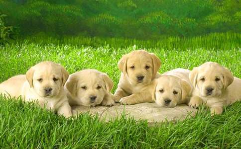 ����ѡ���ɰ���С��������300�ֽ���6ƪ