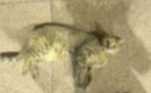 дСè����������300����ƪ