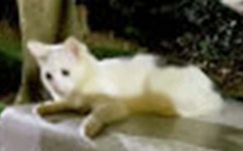 ����ѡ��Сè�Ĺ�������300����ƪ