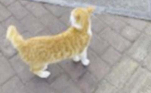 �й�Сè�Ĺ�������300��ʮƪ