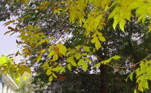 ʵ�õ��°��簲�ʺ���44��