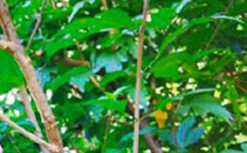 2026�꾫ѡ�簲�ʺ�����¼����48��