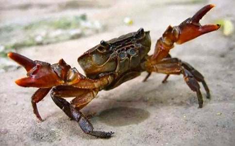 小螃蟹找工作教案15篇